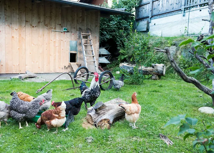 - Premium Mountain&garden